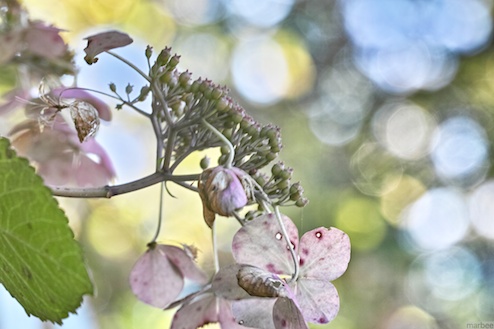 まだ頑張っている額紫陽花 まだ頑張っている額紫陽花