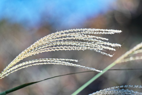 ススキ ススキ