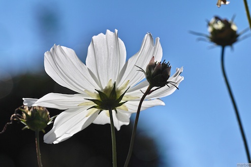 白いコスモス 白いコスモス