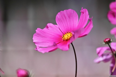 ピンク色のコスモス ピンク色のコスモス