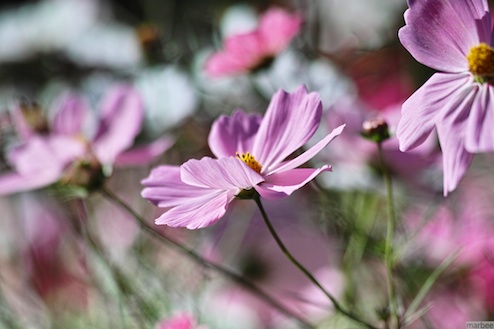 コスモス達 コスモス達