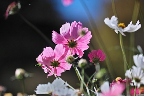 コスモス達 コスモス達