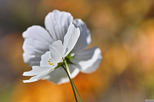 白いコスモス(背景は秋ボケ) 白いコスモス(背景は秋ボケ)