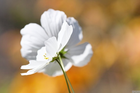 白いコスモス（秋ボケ）