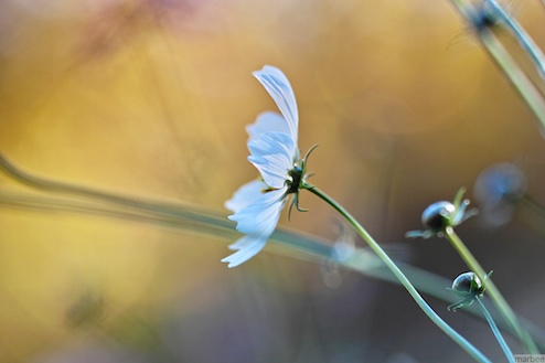 白いコスモス(背景は秋ボケ) 白いコスモス(背景は秋ボケ)