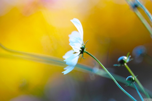 白いコスモス（秋ボケ）