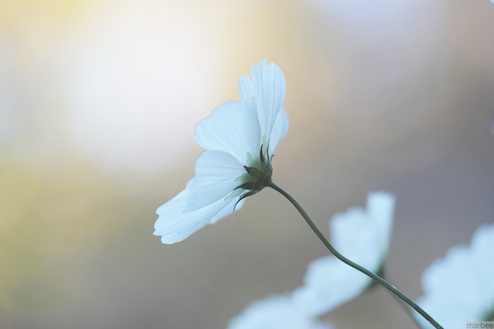 白いコスモス(淡い秋ボケ) 白いコスモス(淡い秋ボケ)