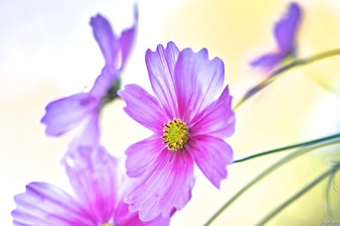 ピンク色のコスモス(背景は秋ボケ) ピンク色のコスモス(背景は秋ボケ)