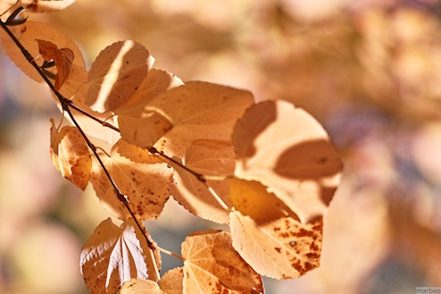 色づいた木 色づいた木