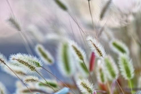 猫じゃらし 猫じゃらし