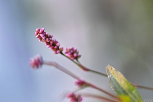 小さくてピンク色な花 小さくてピンク色な花
