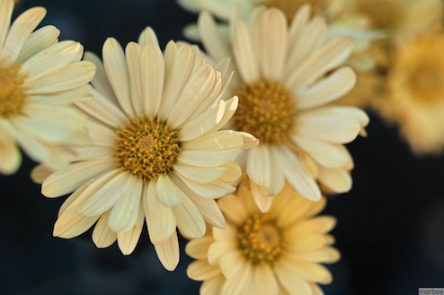 黄色い花 黄色い花