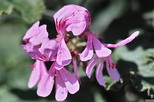 パインゼラニュウム