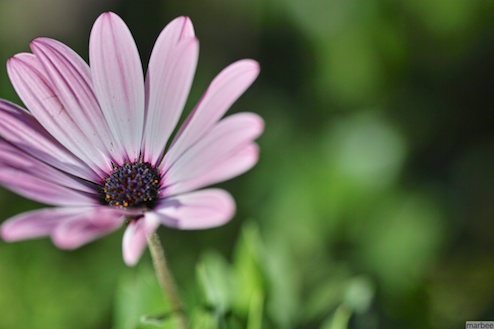 オステオスペルマム