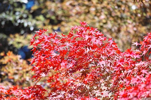 紅葉