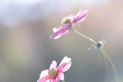 ピンク色のコスモス（秋ボケ）