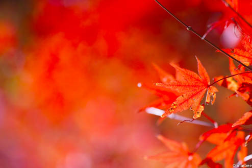 紅葉（炎ボケ）