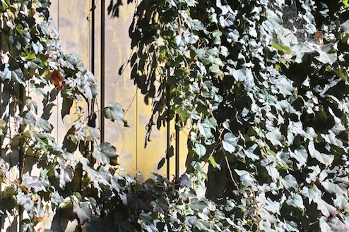 蔦に覆われた壁