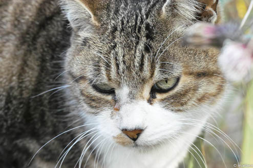 ニャンコ ニャンコ