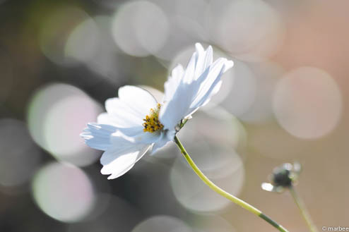 白いコスモス(Simpleボケ) 白いコスモス(Simpleボケ)