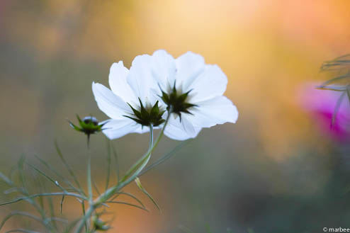 白いコスモス（秋ボケ）