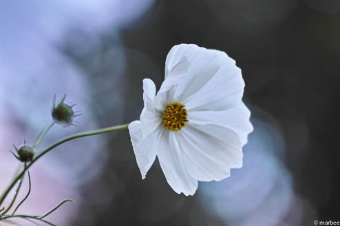 白いコスモス