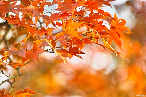 紅葉