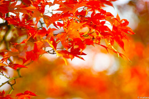 紅葉(炎ボケ) 紅葉(炎ボケ)