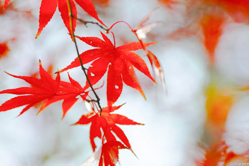 紅葉 紅葉