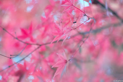 紅葉(なぜかピンク色) 紅葉(なぜかピンク色)