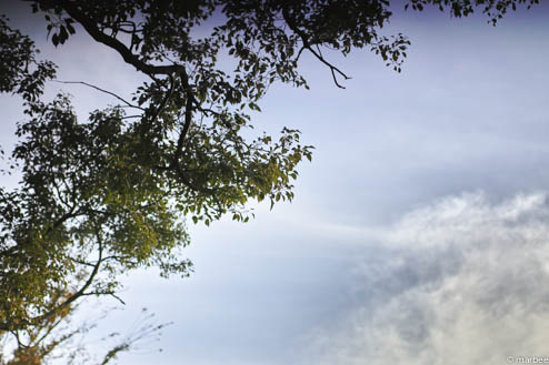 樹と空