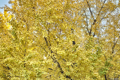 色付く木 色付く木