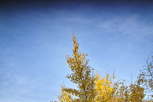 樹と空 樹と空