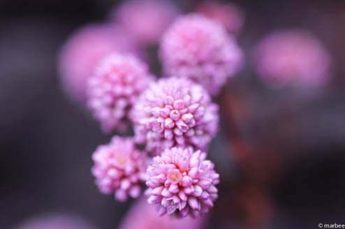 ヒメツルソバ ヒメツルソバ