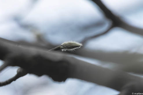 染井吉野の芽 染井吉野の芽