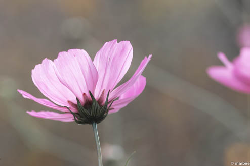 コスモス コスモス