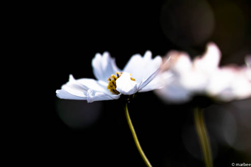 コスモス コスモス