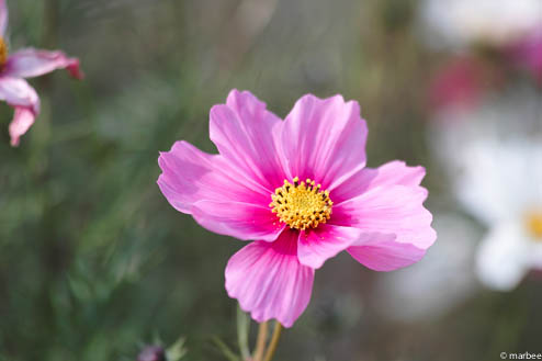 コスモス コスモス