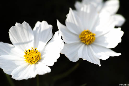 コスモス コスモス