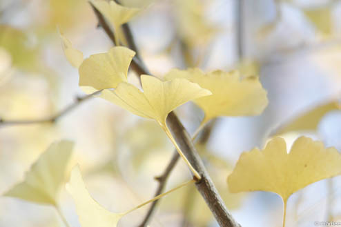 銀杏の葉 銀杏の葉