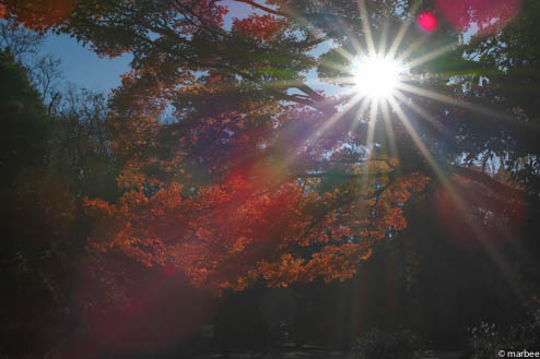 ピカリンと紅葉 ピカリンと紅葉