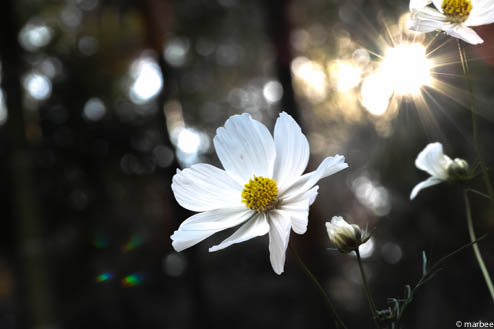 太陽とコスモス 太陽とコスモス