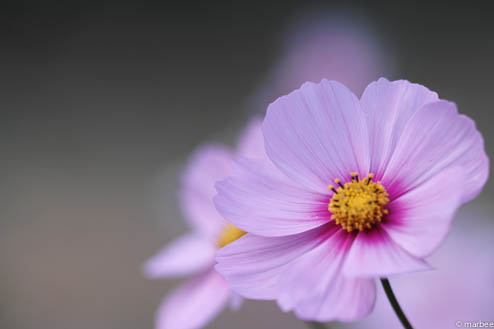コスモス コスモス