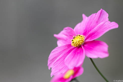 コスモス コスモス