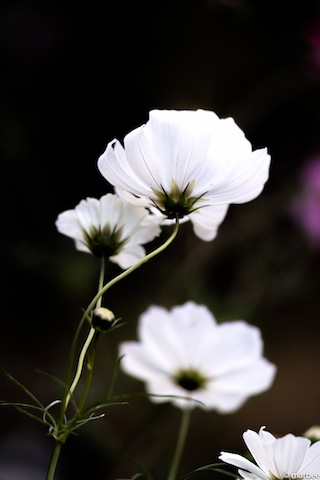 白いコスモス