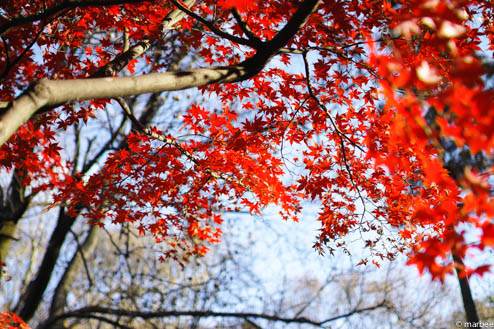 紅葉 紅葉