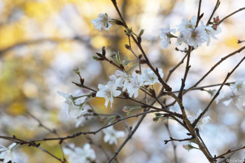 寒桜(秋ボケ)