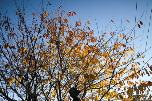枯れ木と空 枯れ木と空