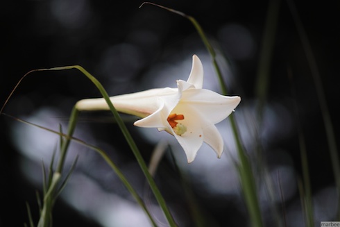 ユリ(背景黒) ユリ(背景黒)