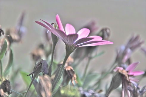 SIGMA18-200mmF3.5-6.3Ⅱ_DC_HSMを使ってみました。